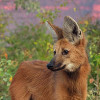 maned_wolf_small
